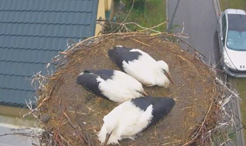 Obraz podglądu z kamery internetowej Storks Borowa